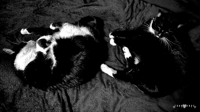 Anuk & Avah Schlafen